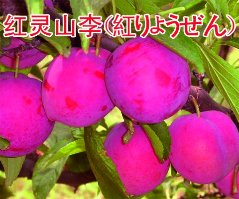 日本紅靈山