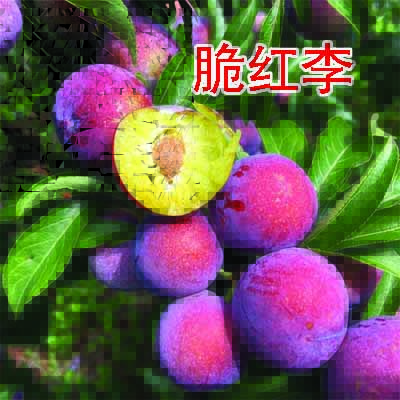 脆紅李