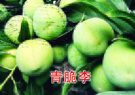 青脆李