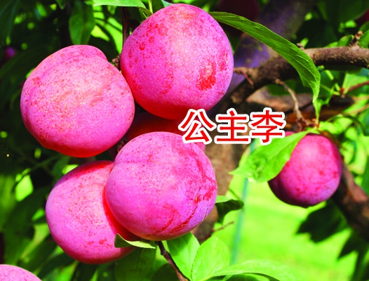 公主李 