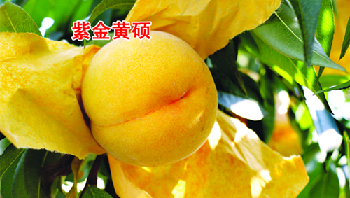 ϽST